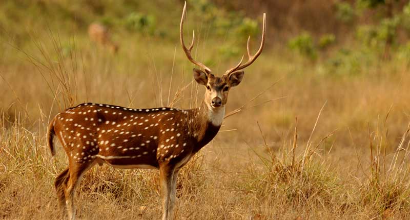 Gir National Park