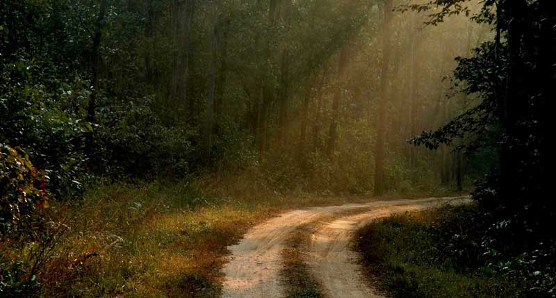 Kanha National Park