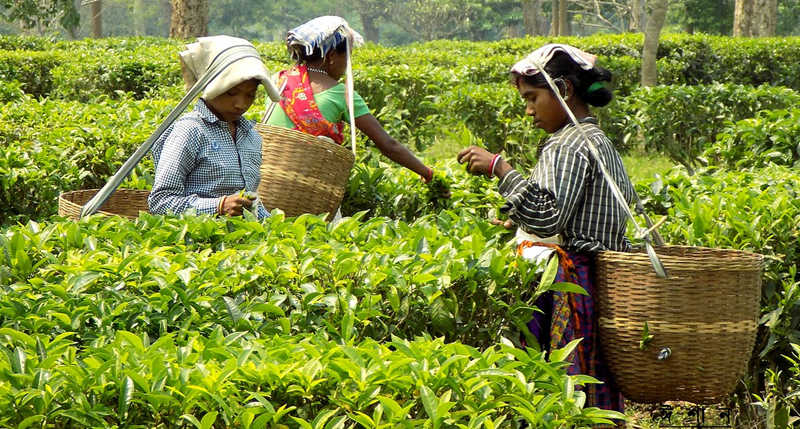 Munnar