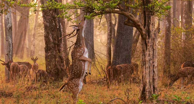 Nagarahole National Park