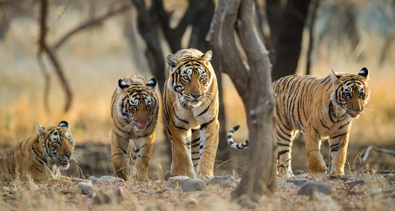 Ranthambore