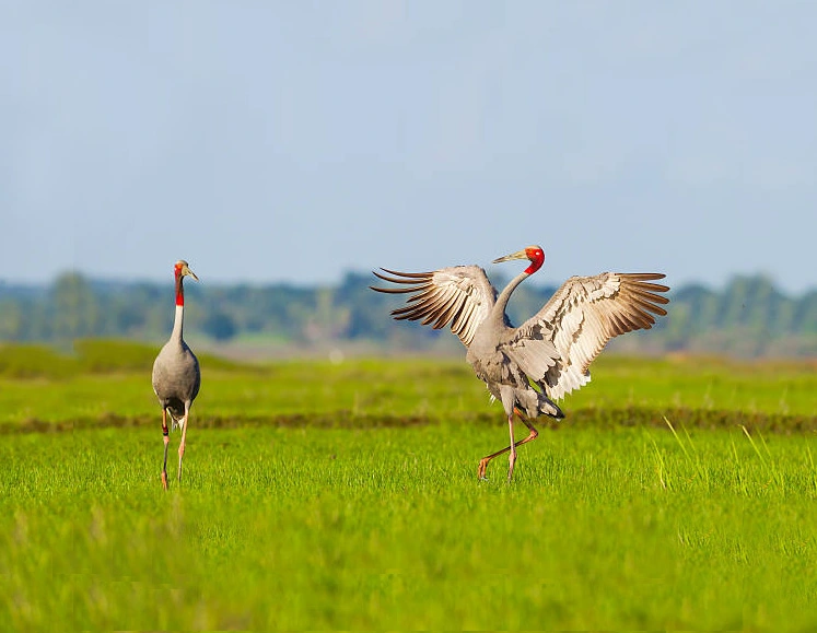 Birding Tour of North India