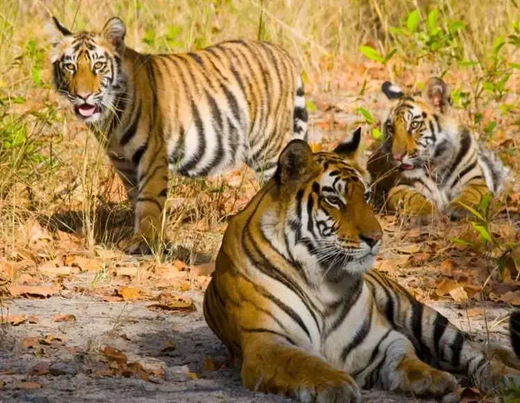 Golden Triangle with Tiger Tour